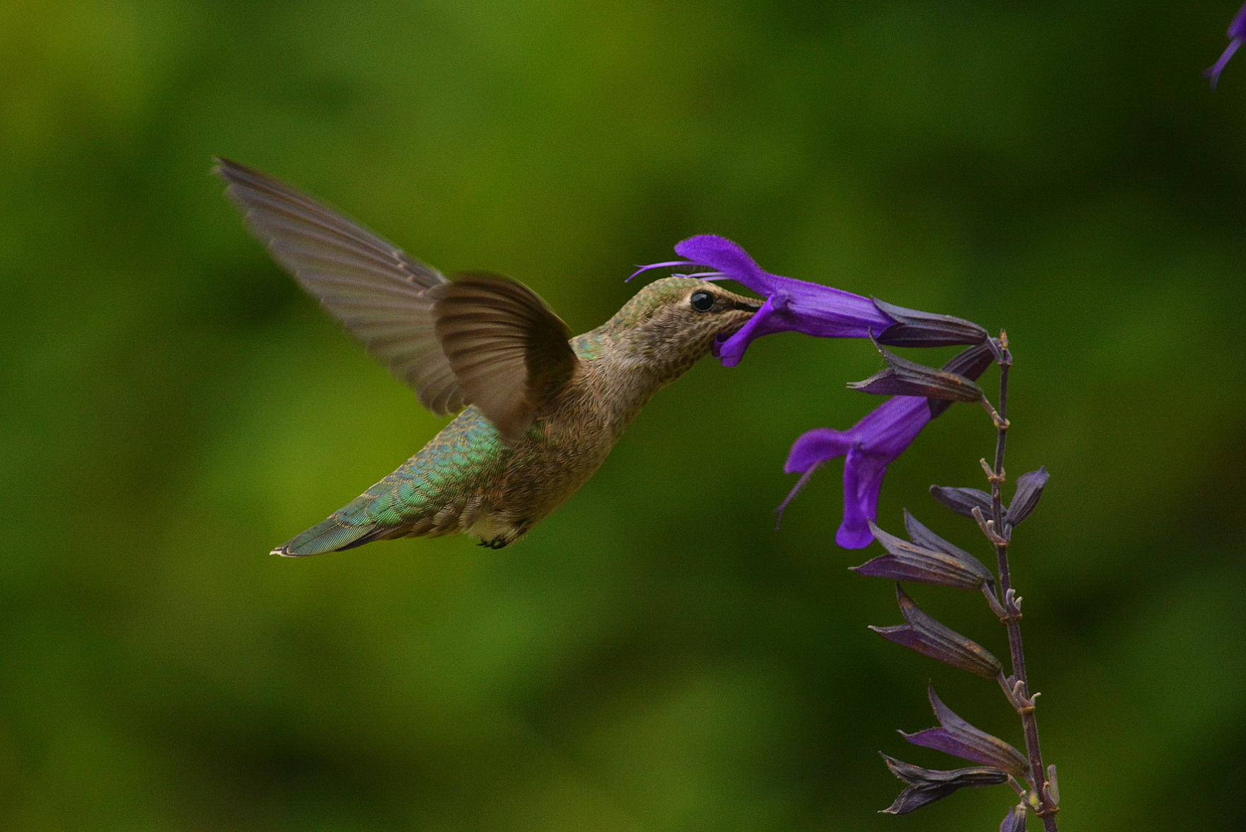 Hummingbirds from backyards and beyond